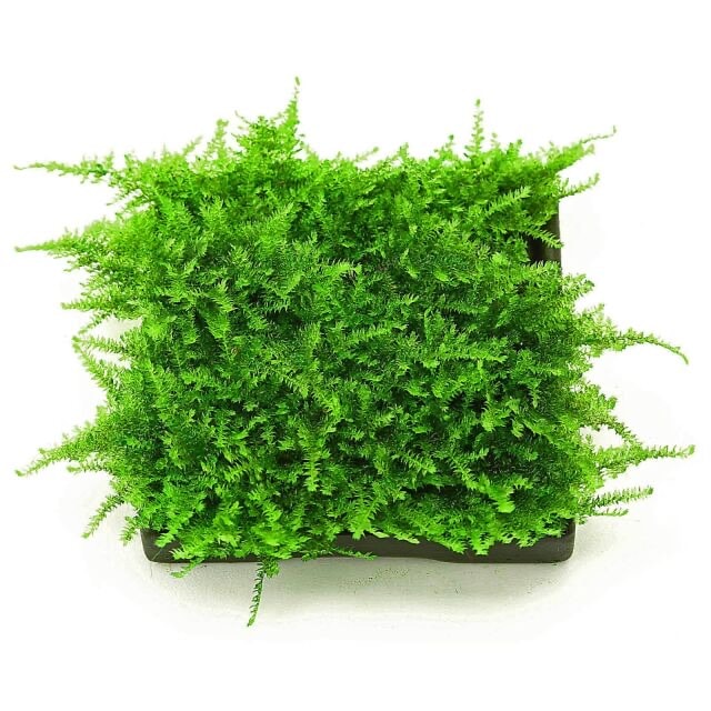 Vesicularia "Christmas Moss" 10x10cm