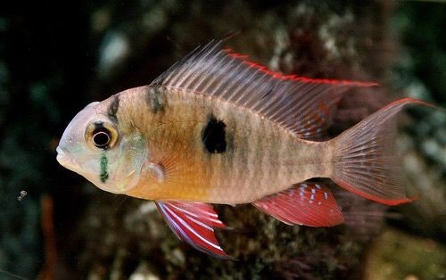 Bolivian Ramirezi 3-4cm (5 Adet)