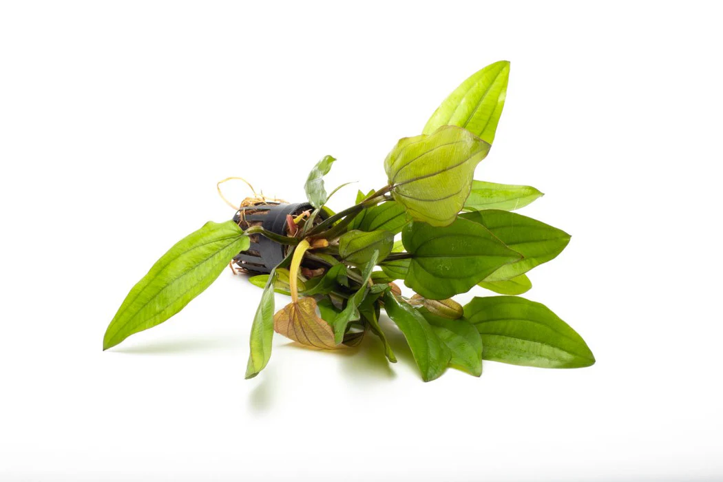 Echinodorus 'Red Wild Grass' Saksı