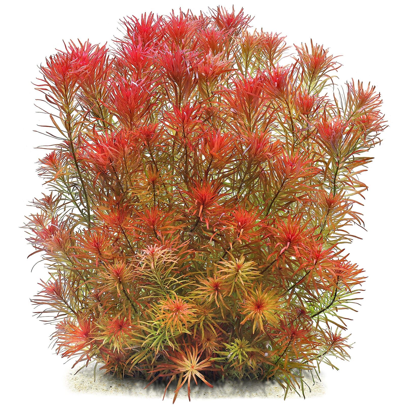 Ludwigia Inclinata var. Verticillata 'Meta'