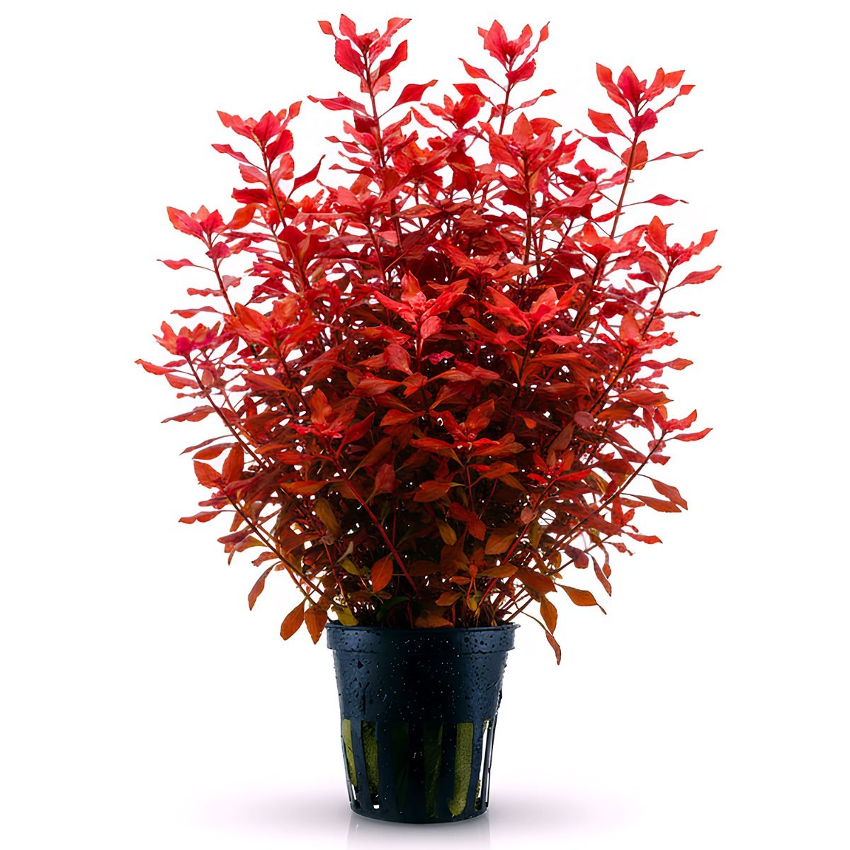 Ludwigia Palustris Super Red