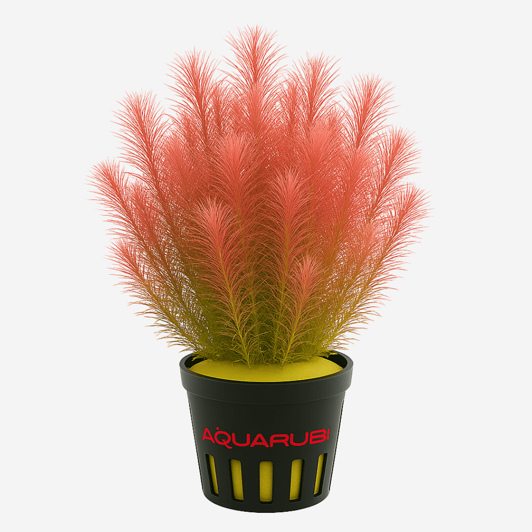 Rotala Wallichii