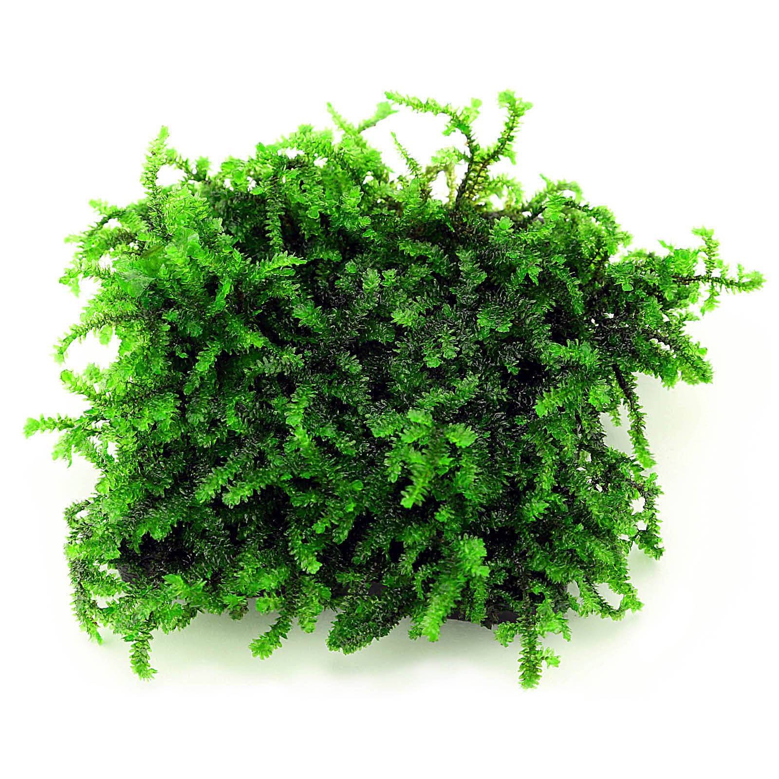Callicostella Pancuraji Moss