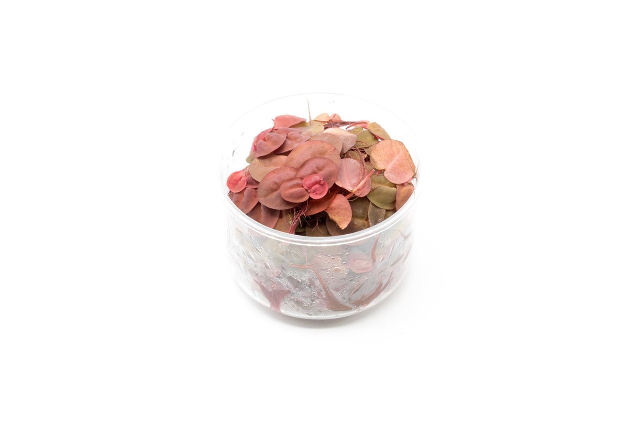 Phyllanthus Fluitans Red Root Floater Cup