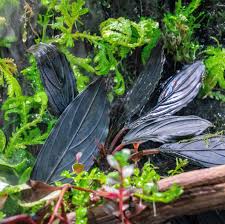 Bucephalandra Dark Achilles