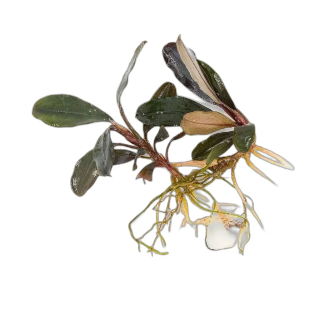 Bucephalandra Red Central