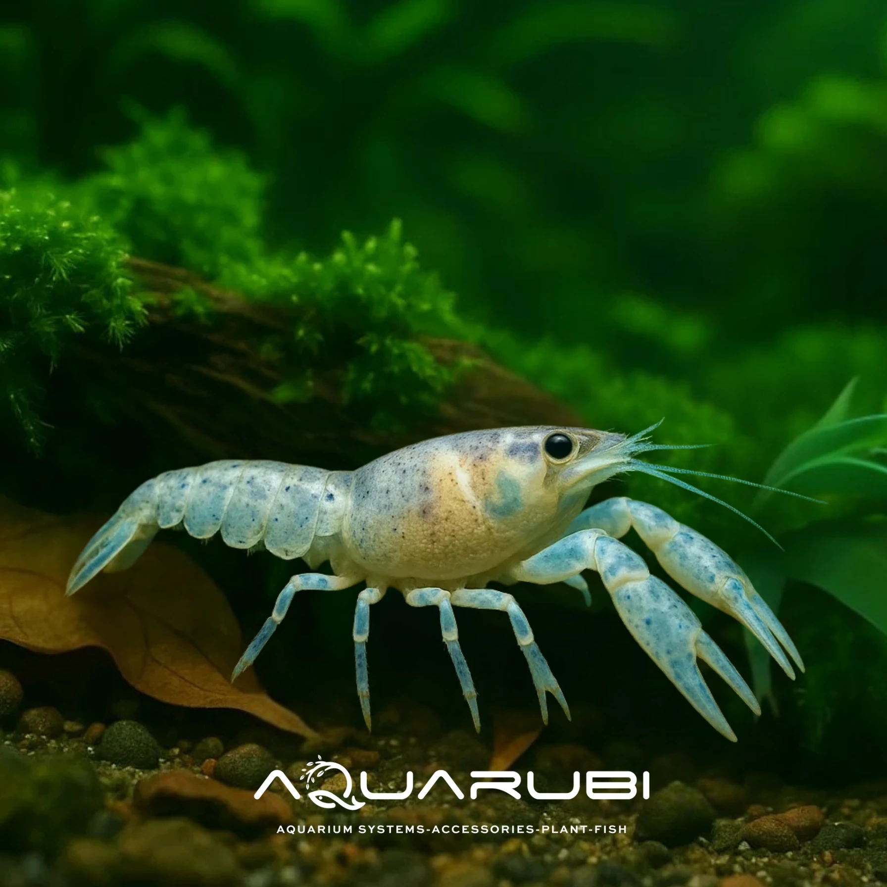 Cüce Kerevit 2cm (Cambarellus Diminutus) 4 Adet