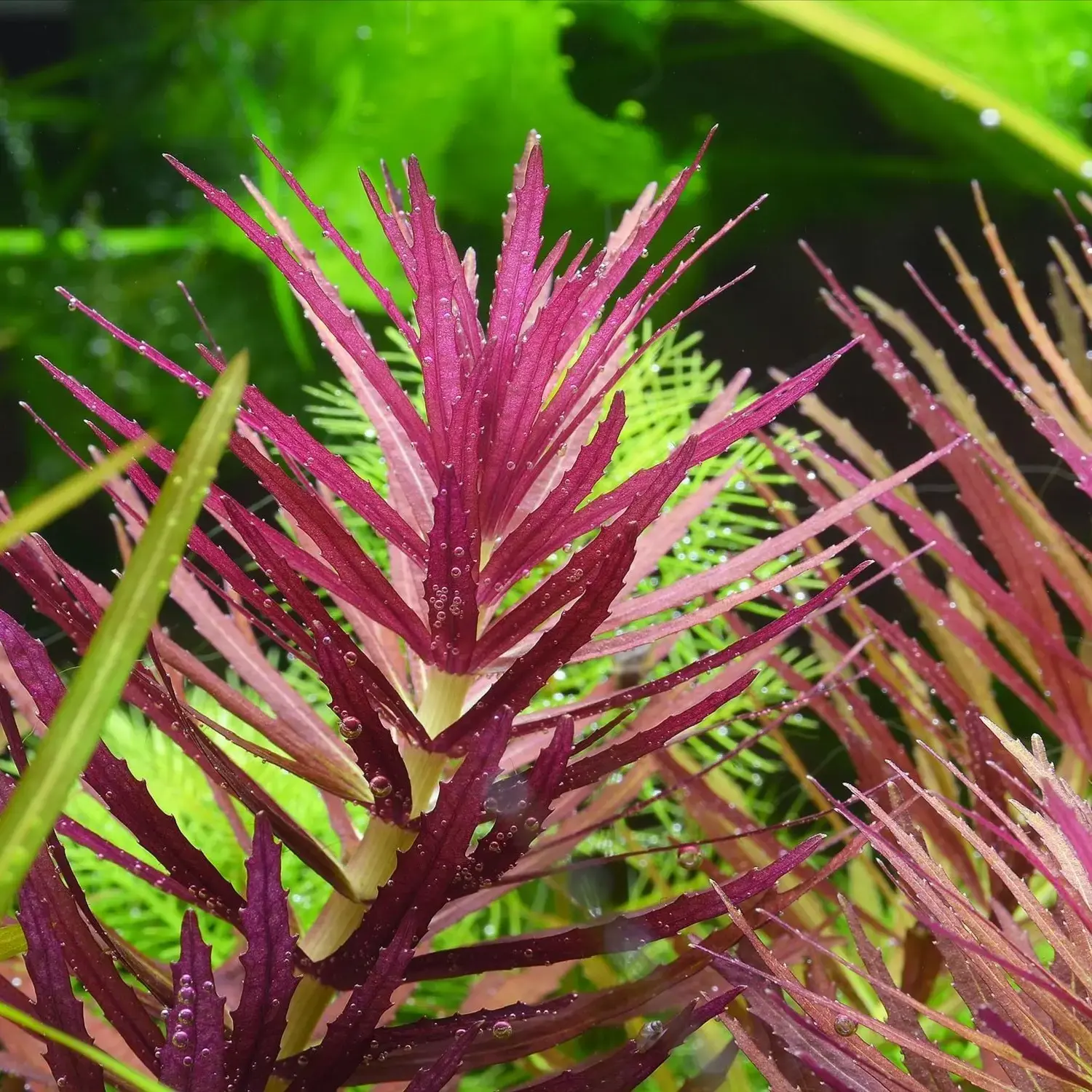 Limnophila Hippuridoides