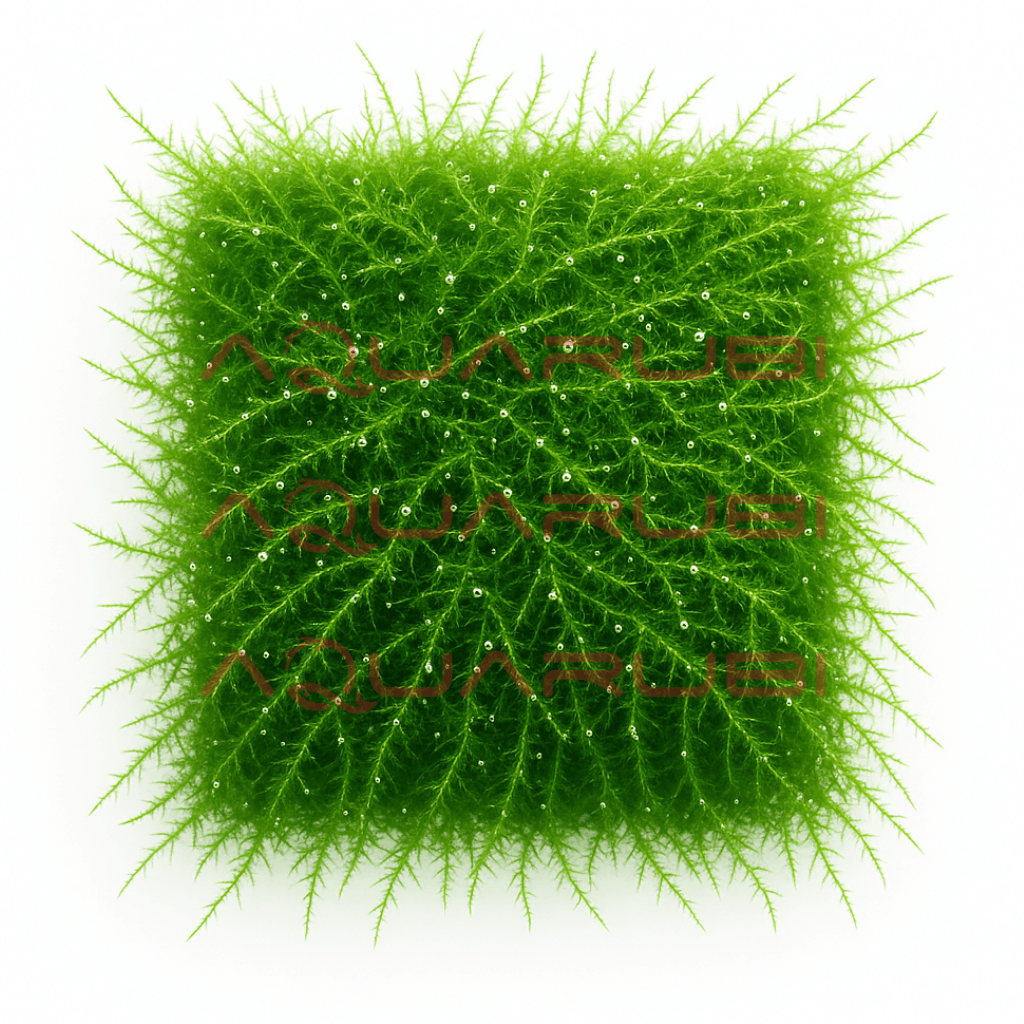 Bubble Moss