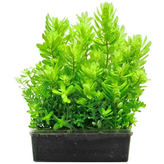 Rotala Sahyadrica