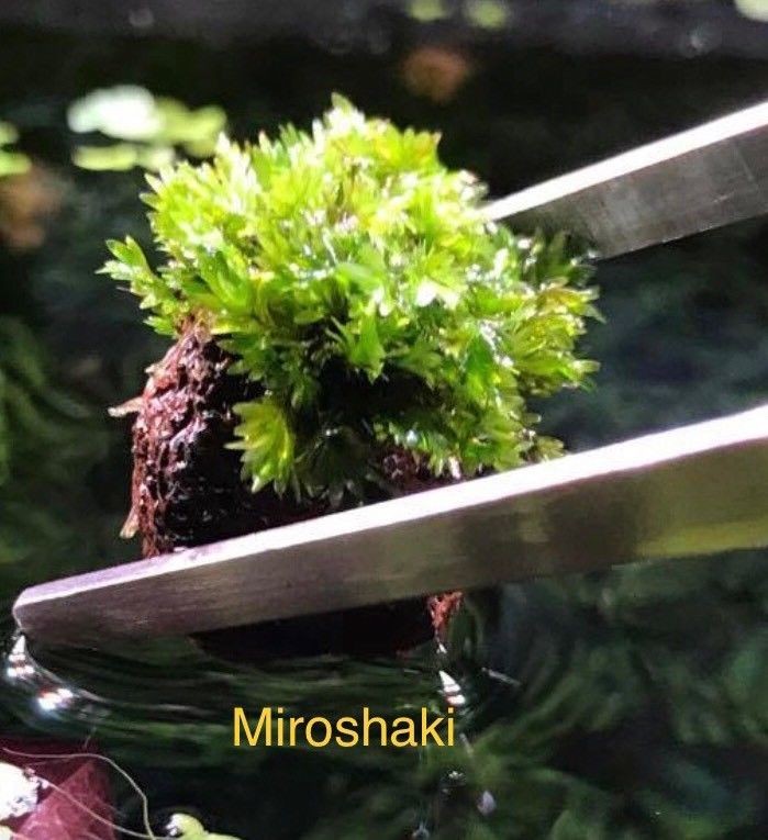 Fissidens Miroshaki Moss
