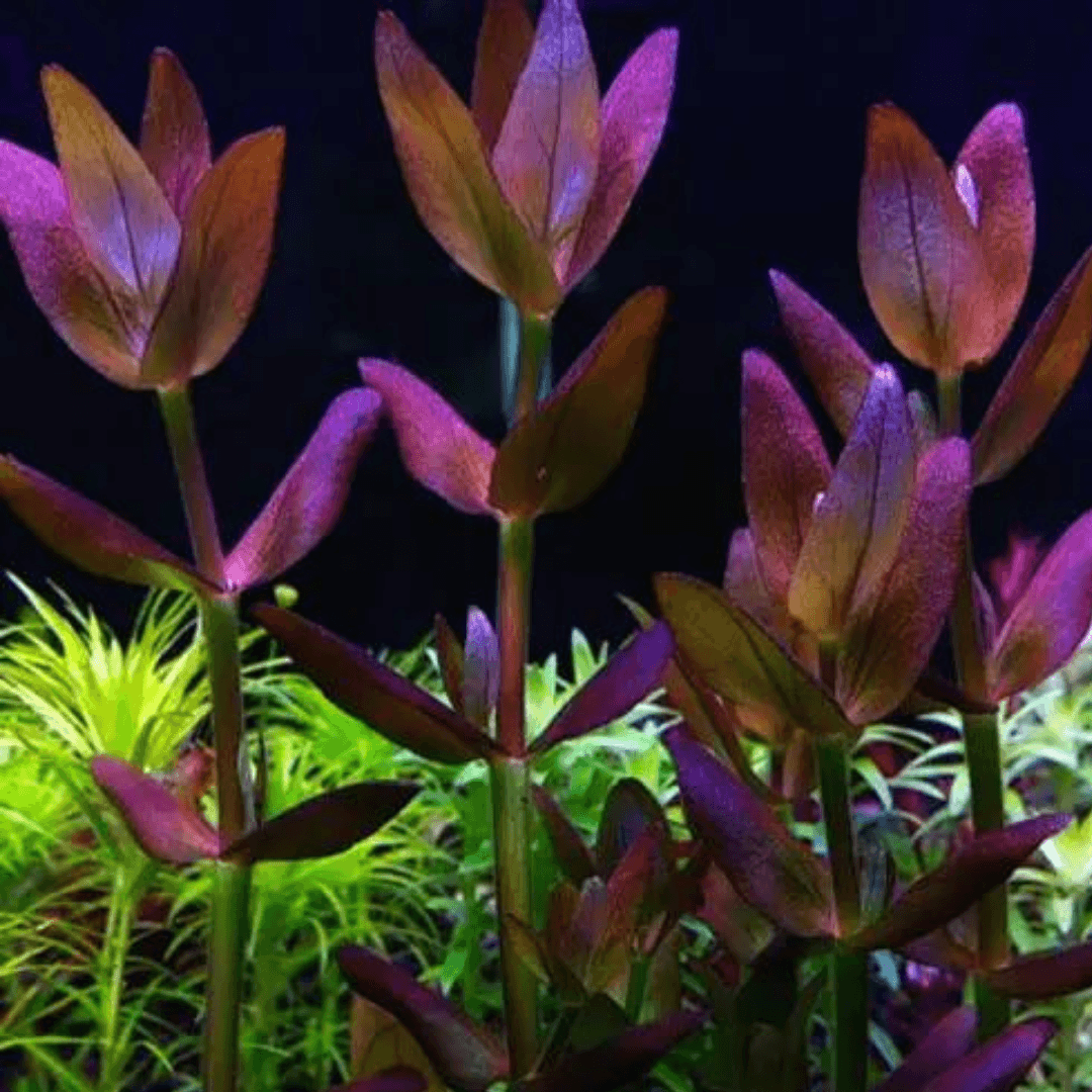 Bacopa Salzmannii Sp Araguaia Vitro