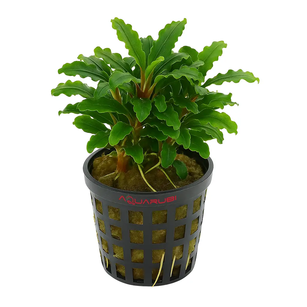 Bucephalandra Green Wavy Saksı