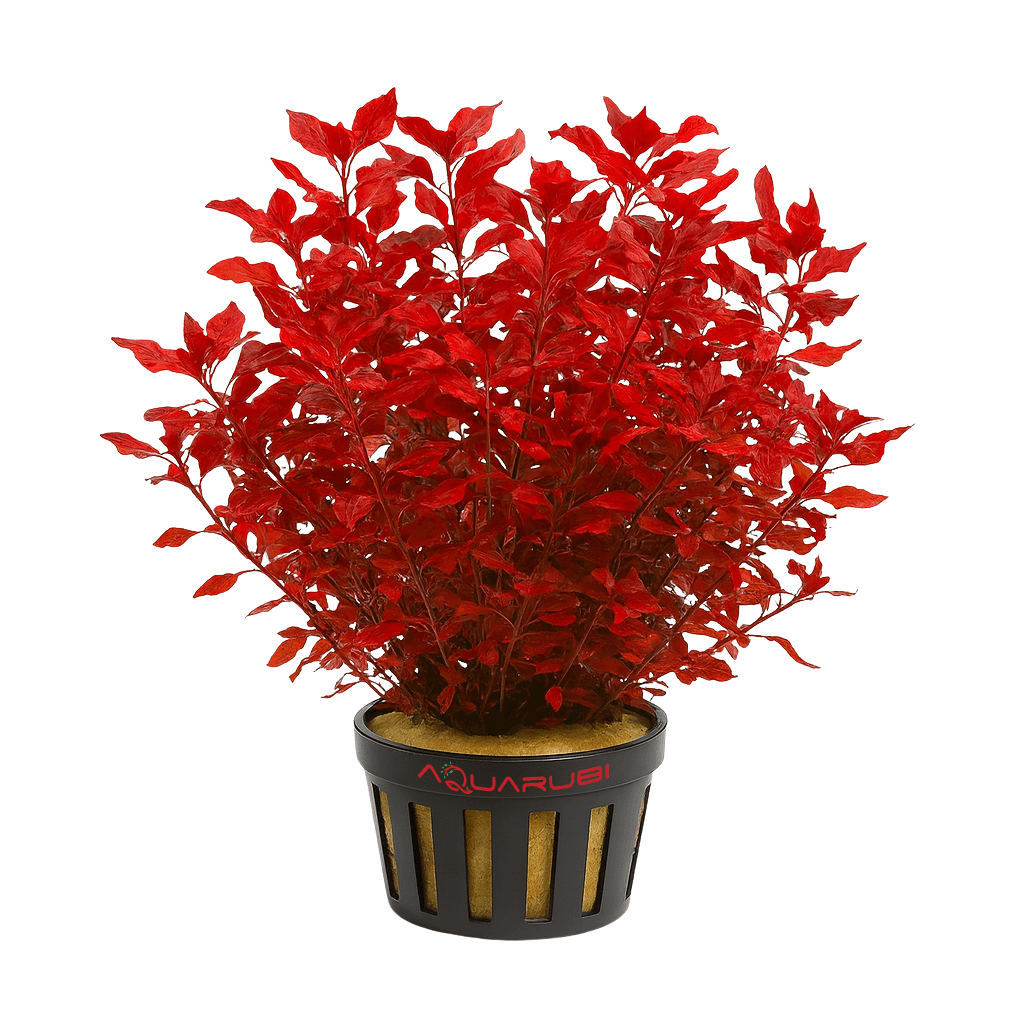 Ludwigia Palustris Super Red