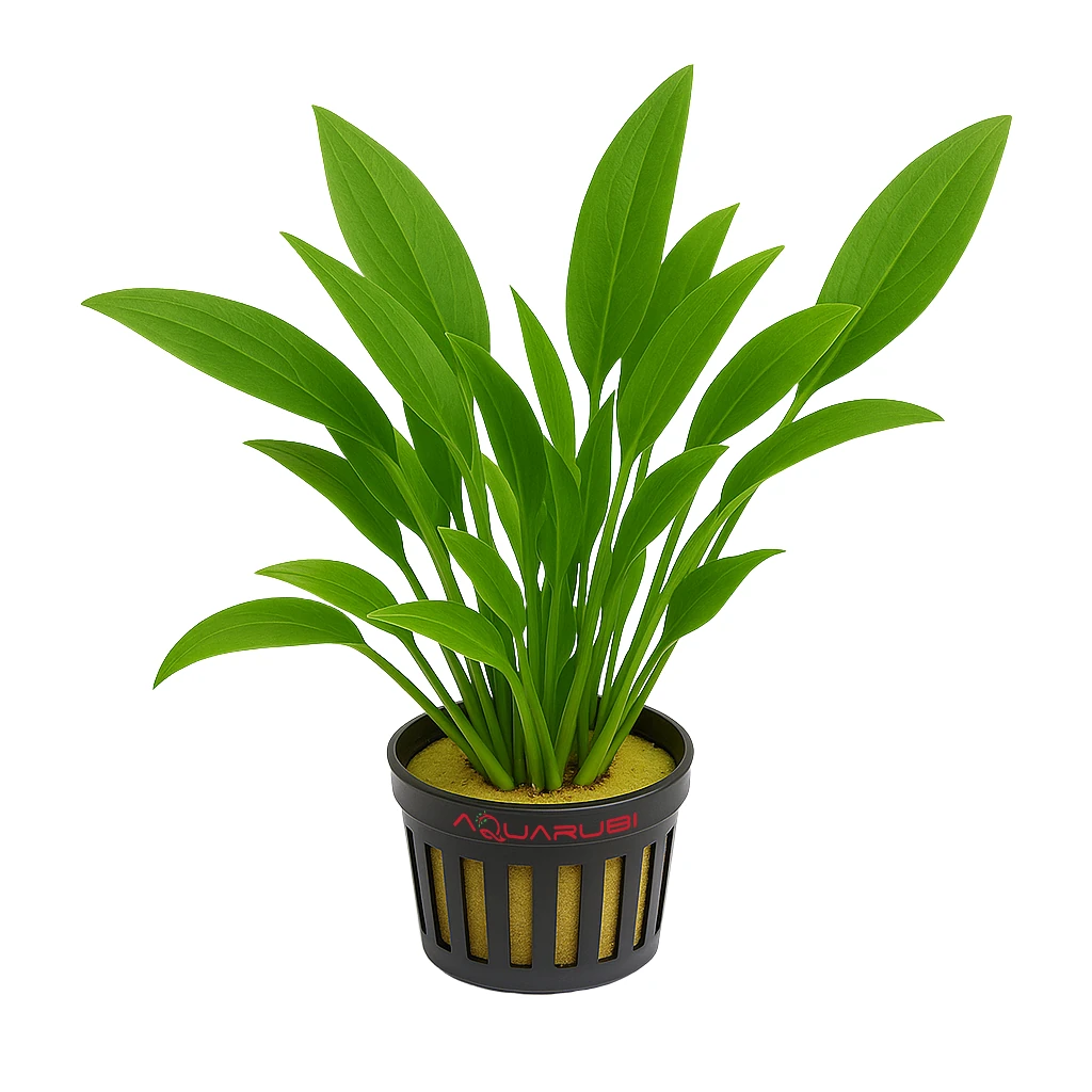 Echinodorus Grisebachii Small