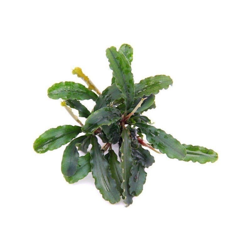 Bucephalandra Paketi (L)