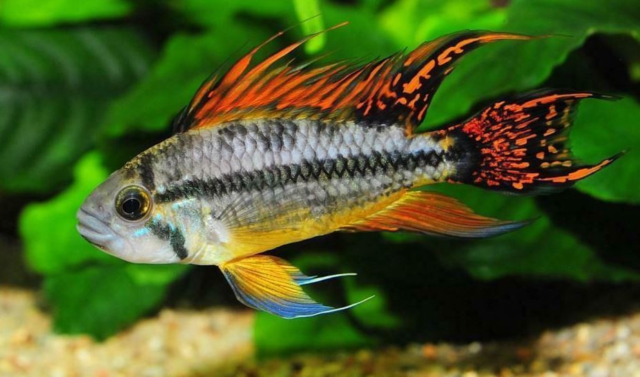 Apistogramma Kakadu Çift 4-5cm (1e 1d)