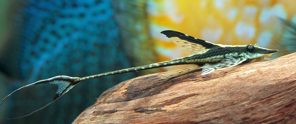 Royal Farlowella Whiptail Catfish (Sturisoma sp.)