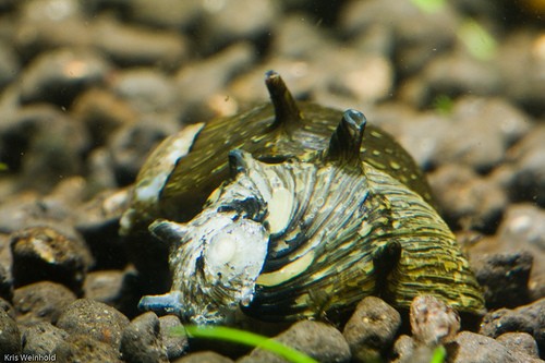 Sun (dikenli) Nerite Snail 0,5-1cm ( 5 Adet )