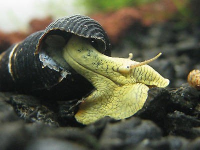 Poso Yellow Rabbit Snail 4-5 cm
