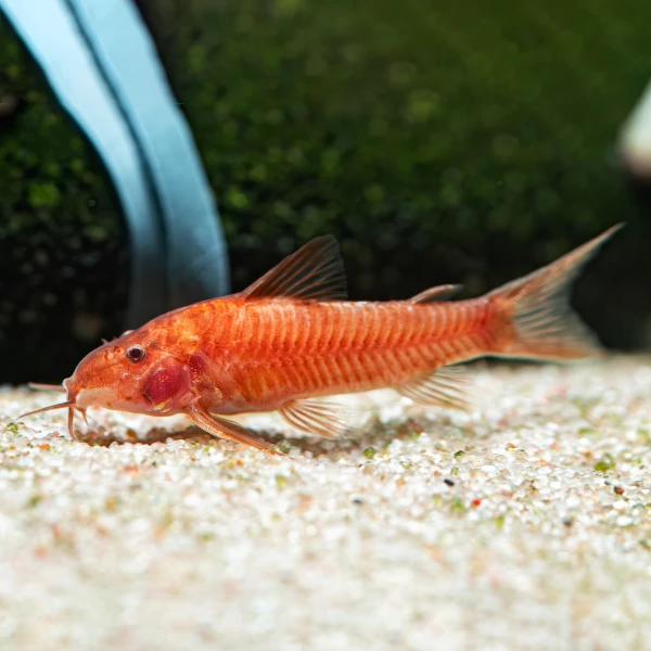 Corydoras Aspidoras c125 Red - 5 Adet