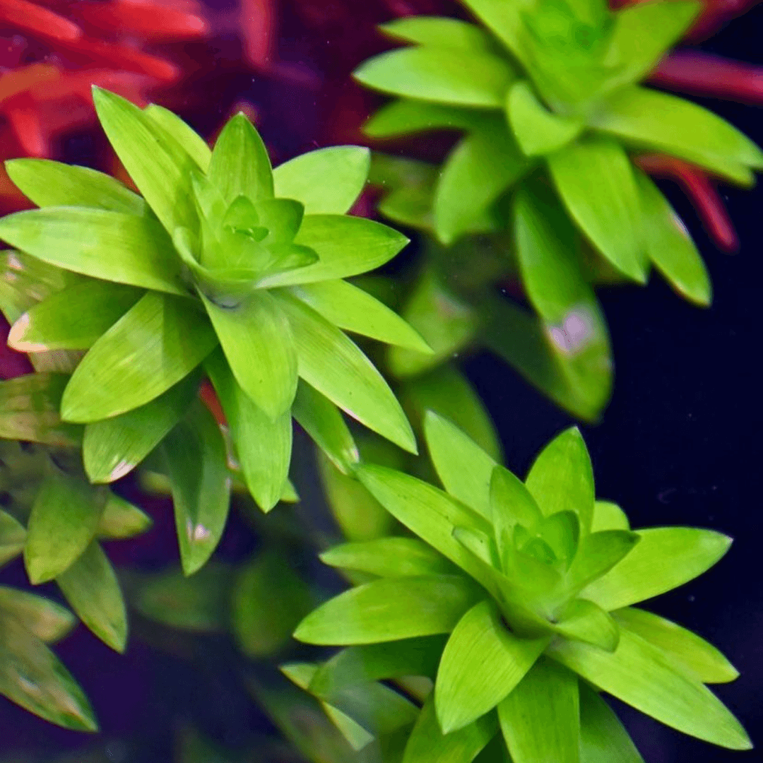 Tonina Fluviatilis Saksı (APC)