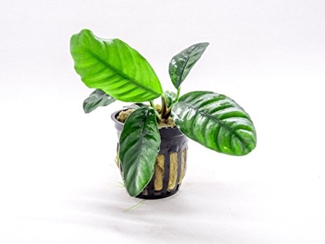 Anubias Coffefolia