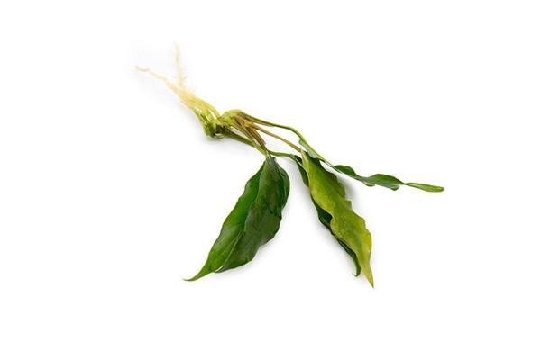 Anubias Minima