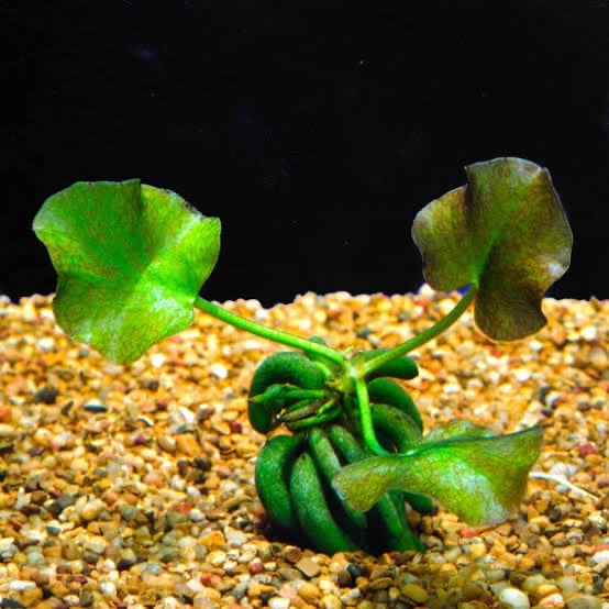 Nymphoides Aquatica / Banana Plant