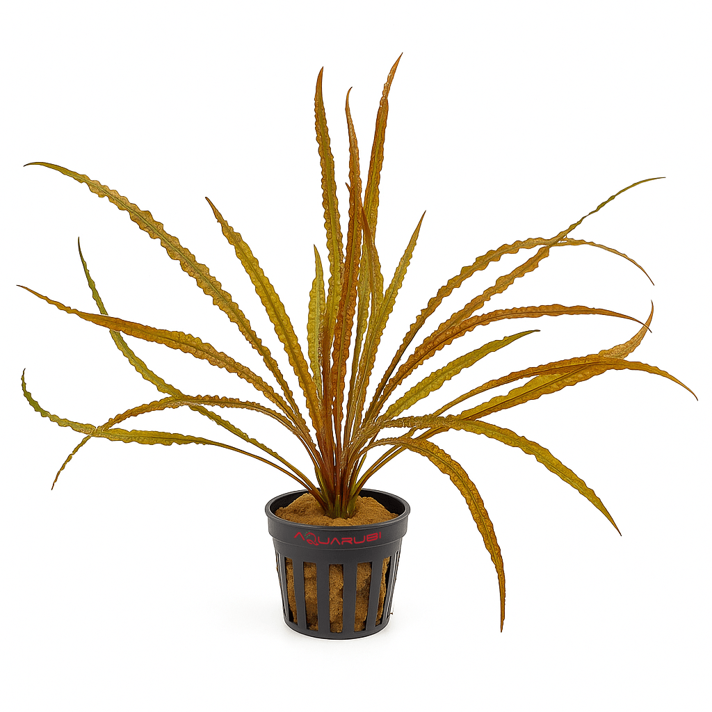Cryptocoryne Crispatula var. Balansae