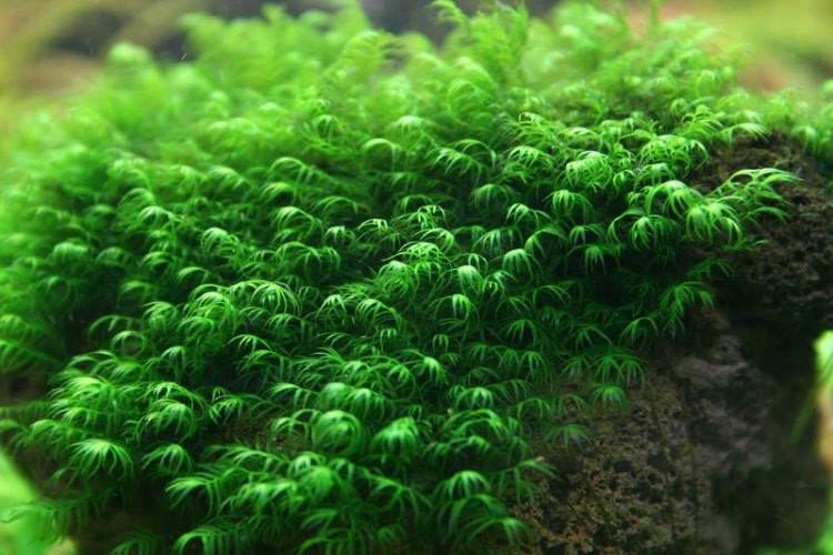 Fissidens Fontanus Moss 