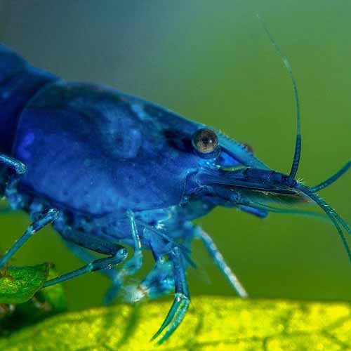 Mavi Melek Karides 1-1,2cm 10'lu koloni