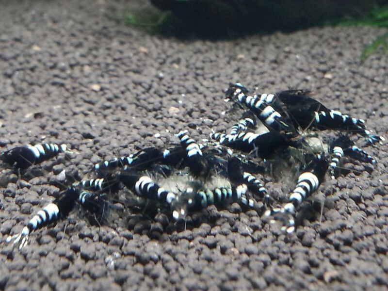 Black Zebra Pinto 1-1,2 cm