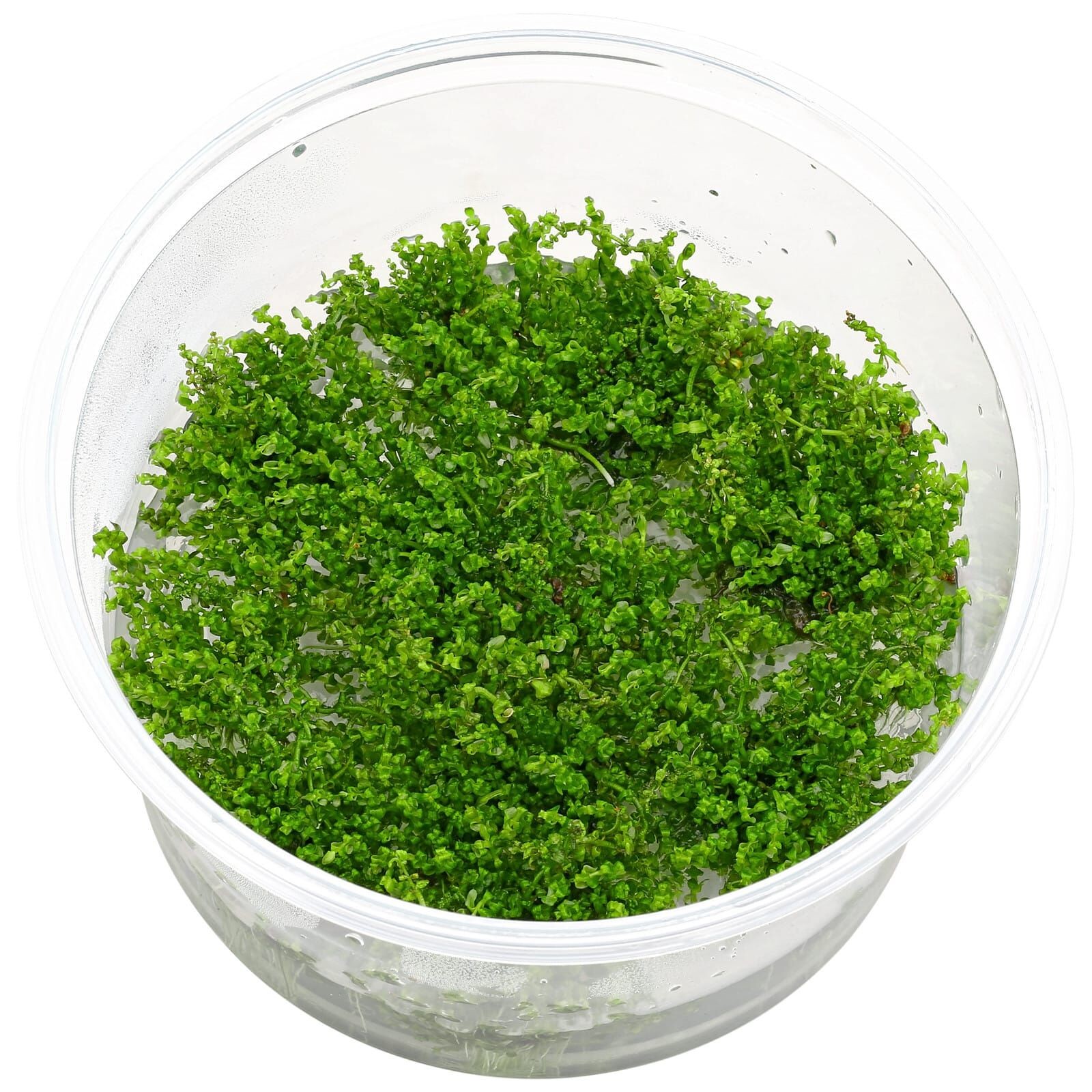Rotala Macrandra Pearl