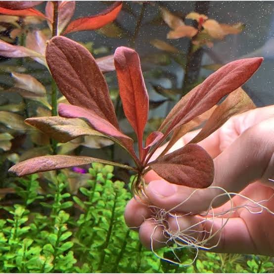 Samolus Parviflorus Red