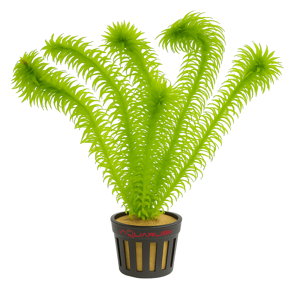 Elodea Densa Saksı 