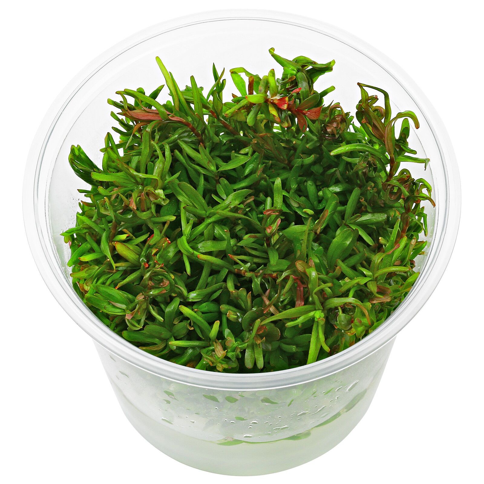 Rotala Rotundifolia Colorata