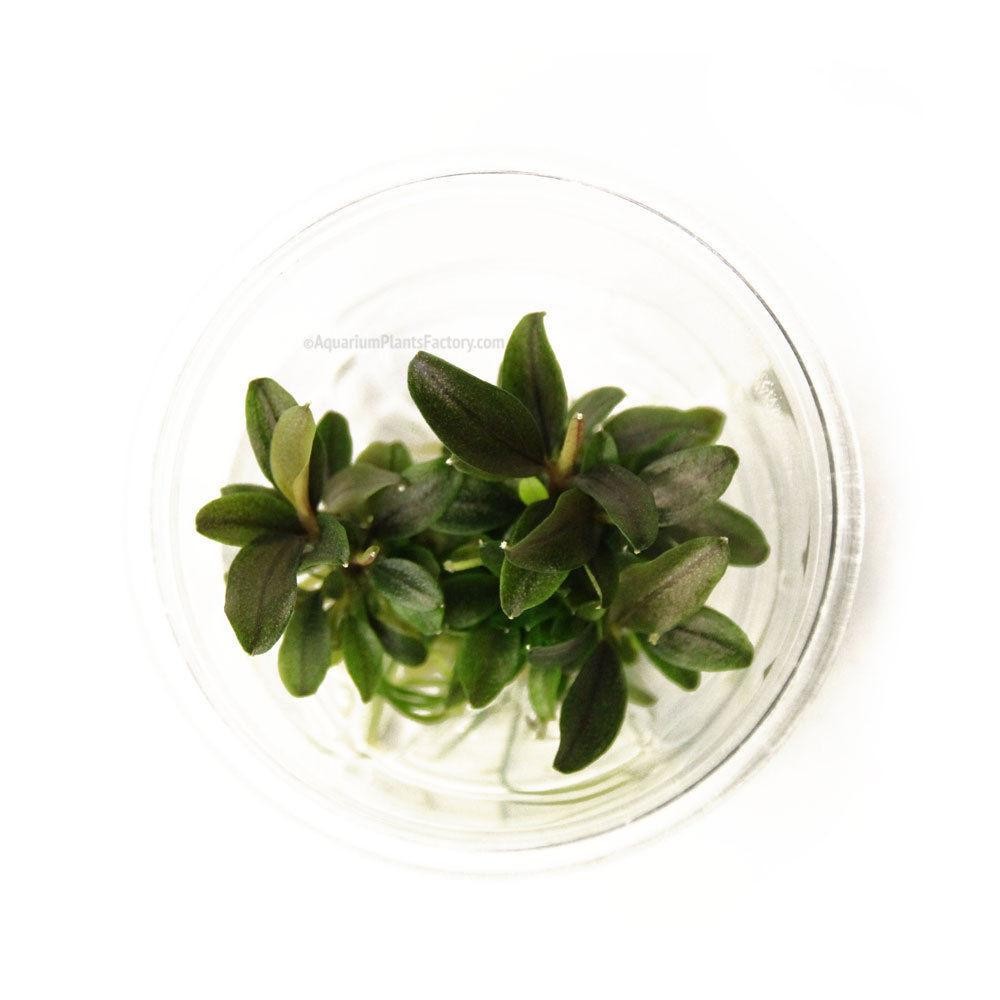 Bucephalandra Red Mini Small Cup