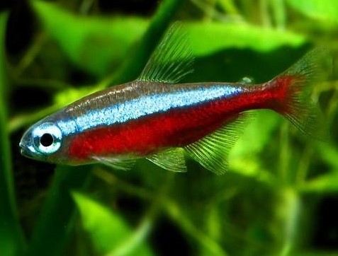 Kardinal Neon Tetra 2-3cm (10 Adet)