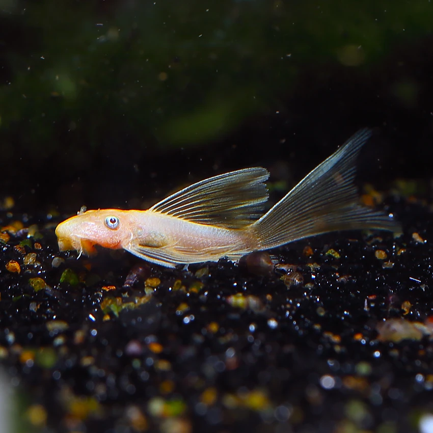 L144 Longfin Cüce Vatoz 3-4cm