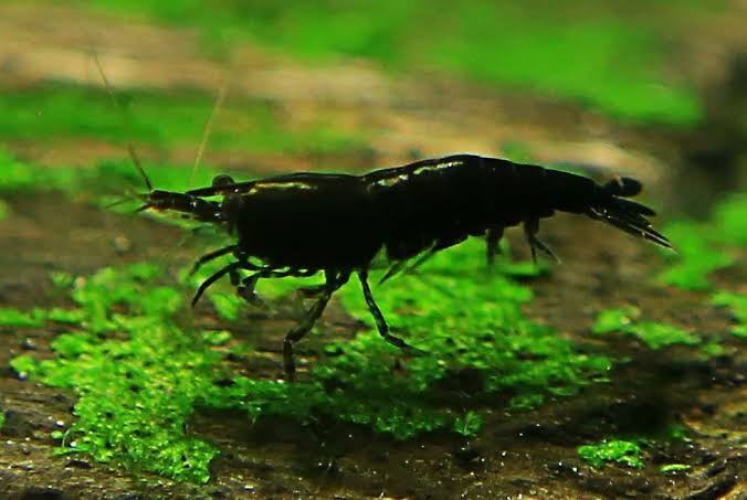 Siyah Gül Karides 1-1,5 cm 10'lu koloni