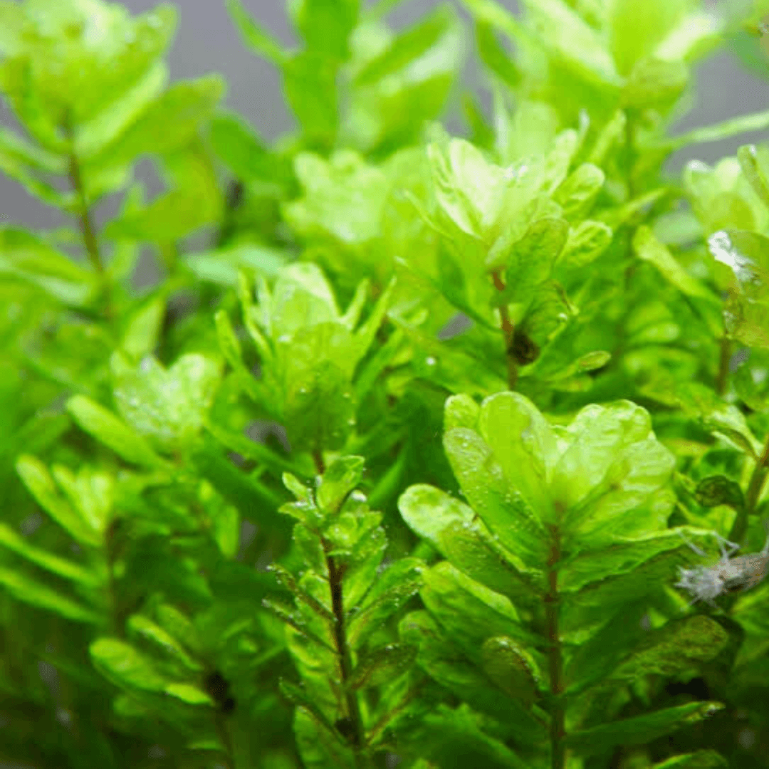 Rotala Sahyadrica