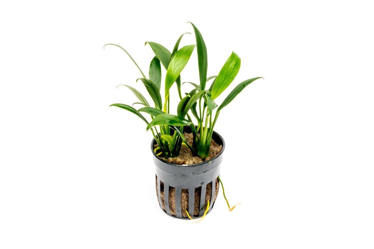 Anubias Congensis Mini