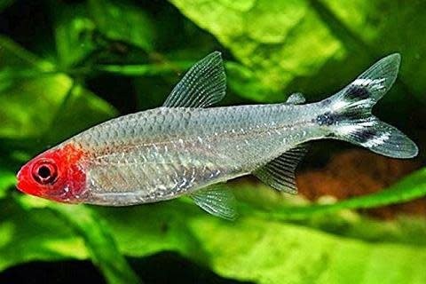 Kırmızı Burun Tetra (10 Adet)