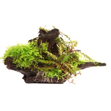 Tropica pinnatifida &amp;amp; moss on mangrow