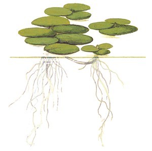 Limnobium Laevigatum (Frogbit)