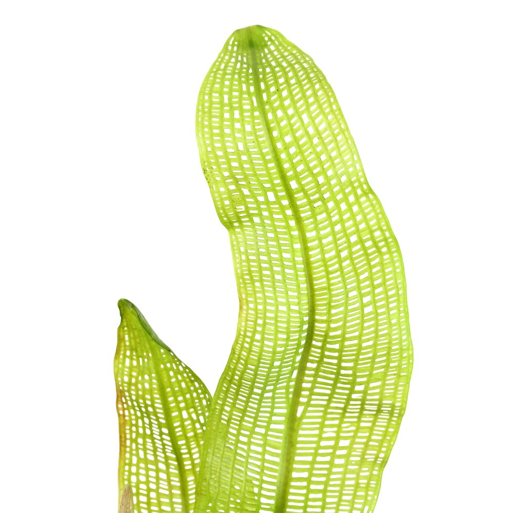 Aponogeton Madagascariensis