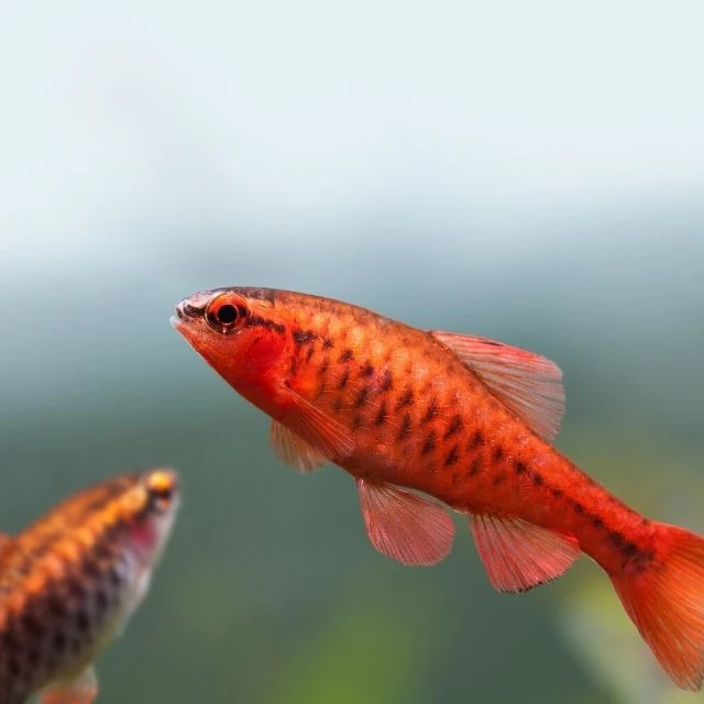 Kiraz Barb (10 Adet)