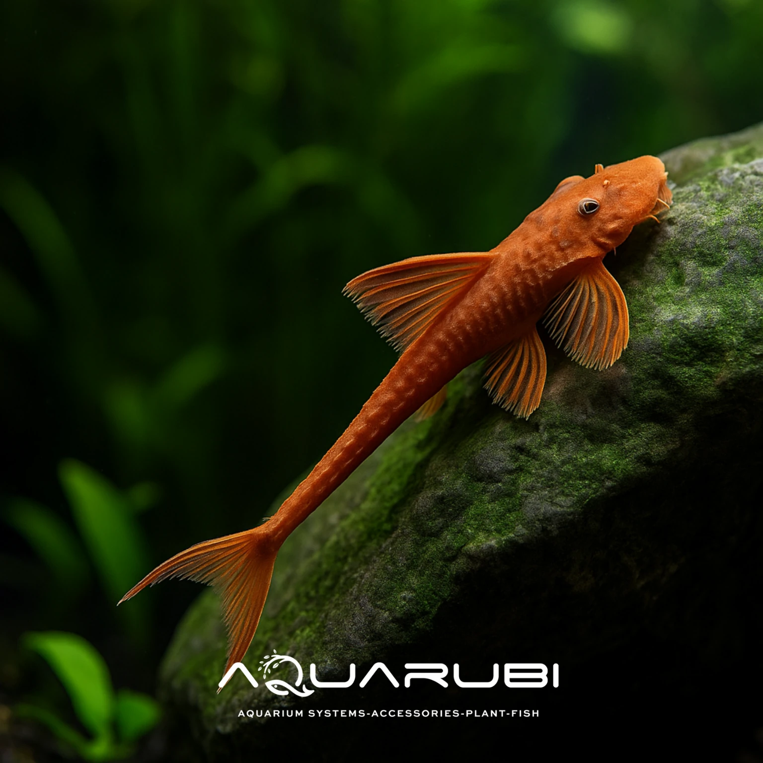 Red lizard Whiptail Catfish 5-6cm