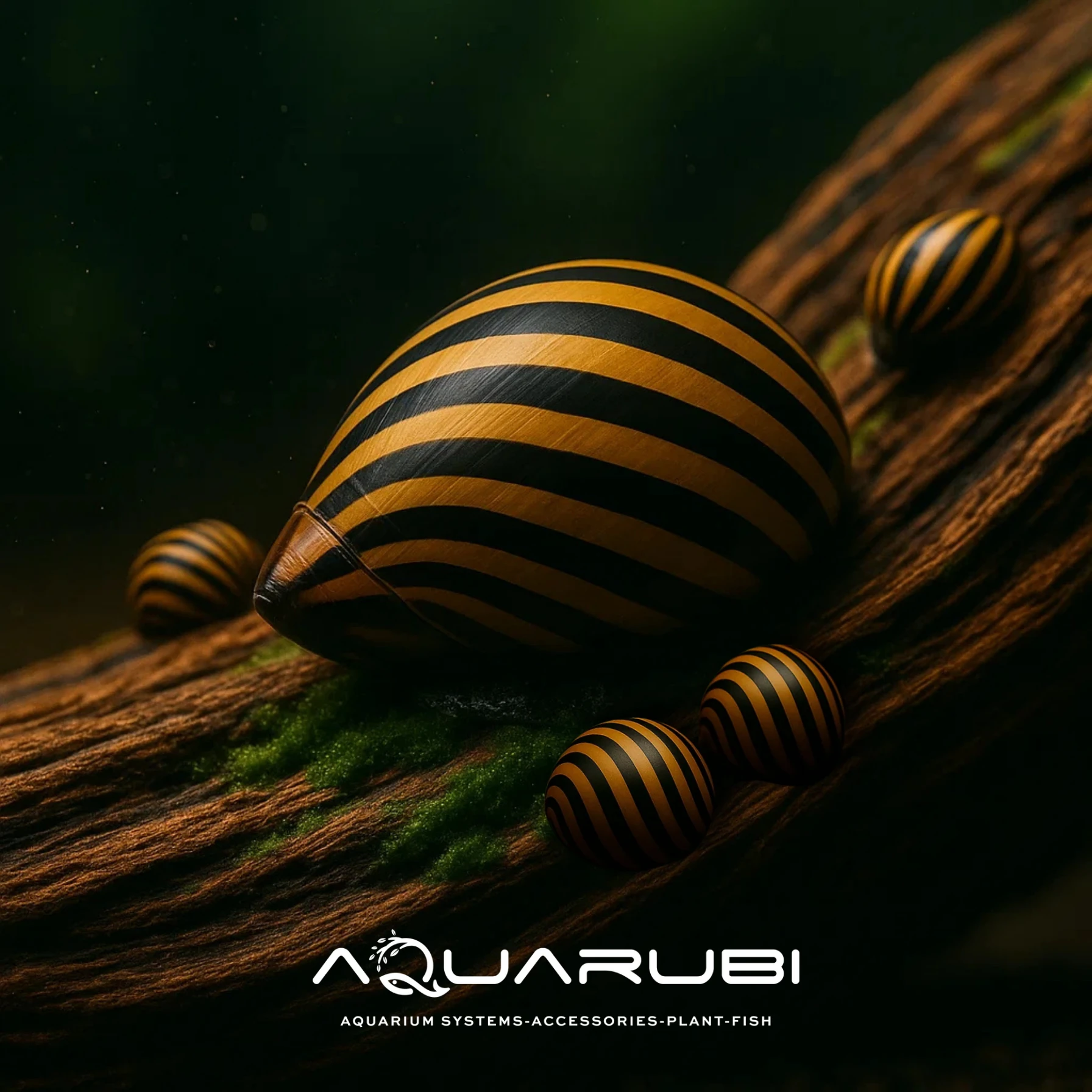 Mini Tiger Nerite Salyangoz 5 adet